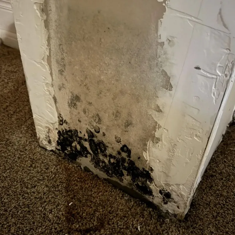Professional Mold Removal in New Union, TN